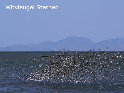 Sternen